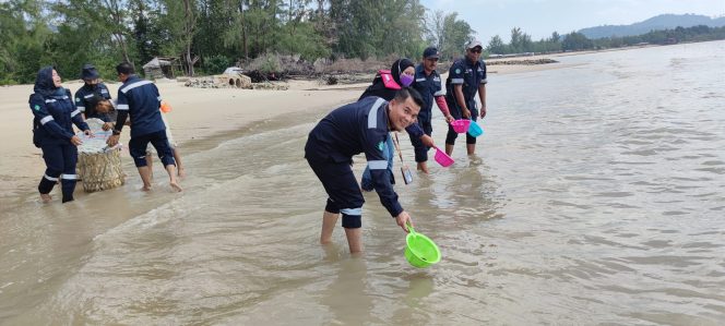 
 Tingkatkan Populasi Kepiting, PT Timah Tbk Restocking Kepiting Bakau di Pantai Pongkar